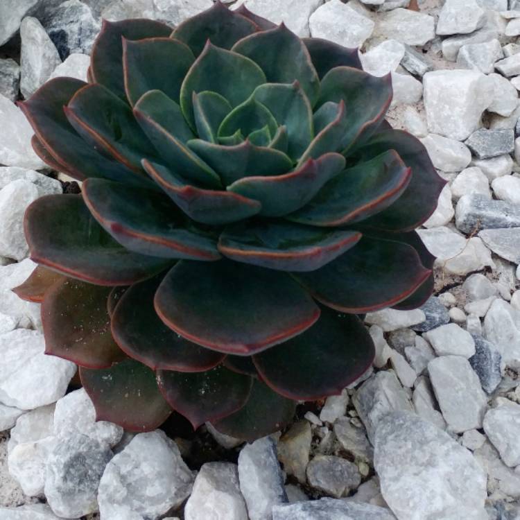plant image 962918