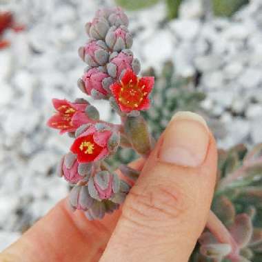 x Pachyveria Clavifolia