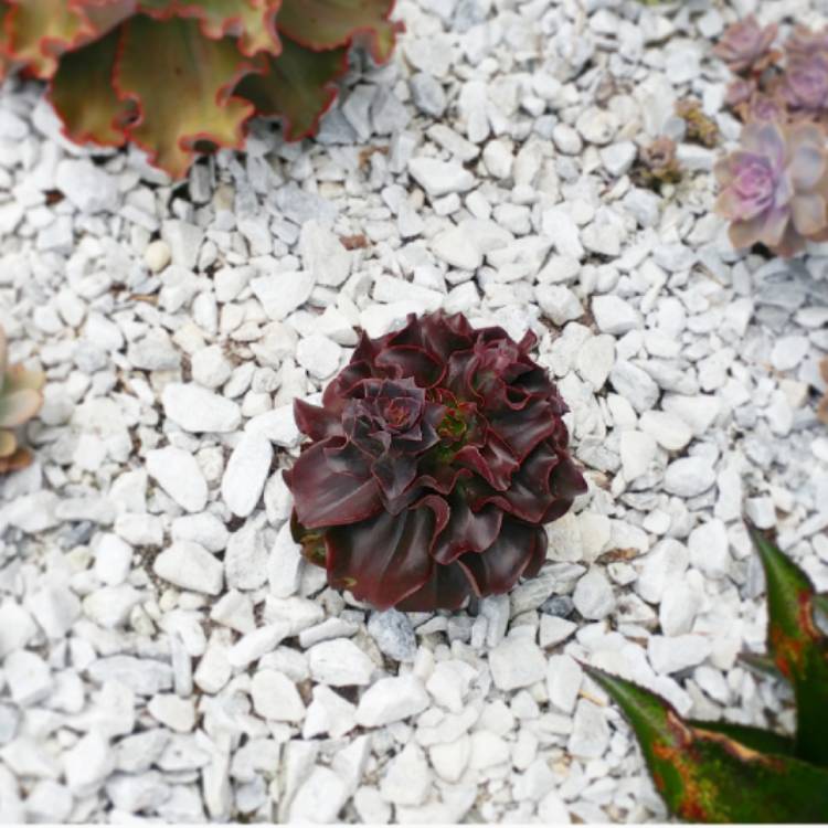 plant image 977515 plant image 977515