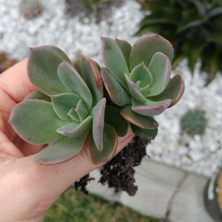 plant image 977525