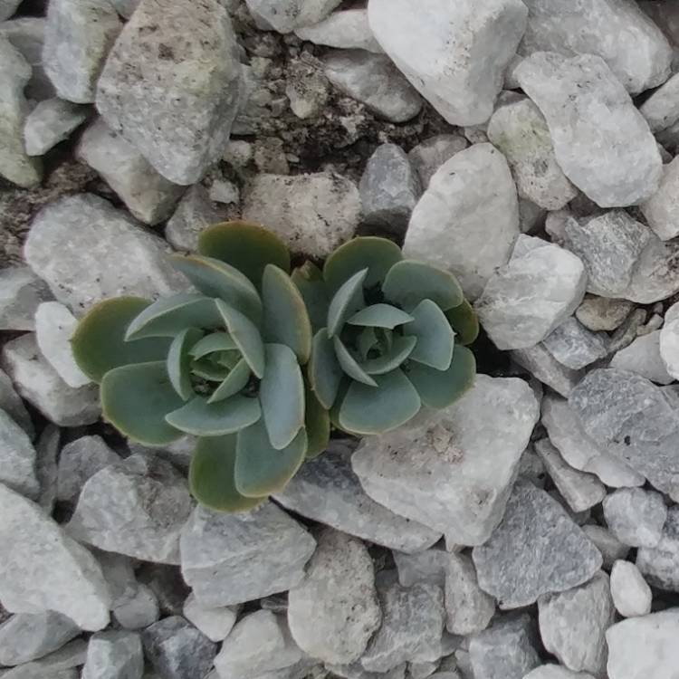 plant image 977530 plant image 977530