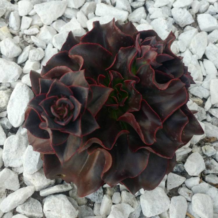 plant image 977670 plant image 977670