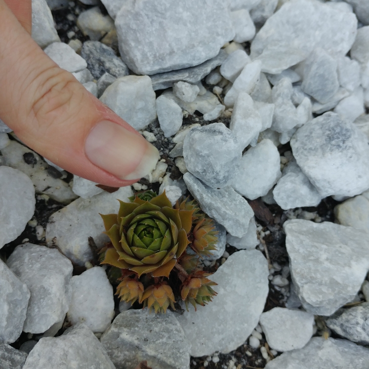 plant image 996998