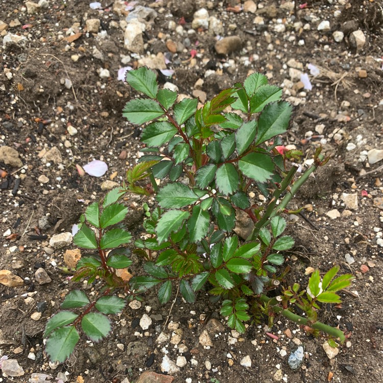 plant image 1476094