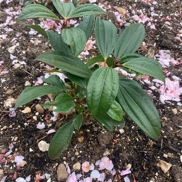 plant image 1476112