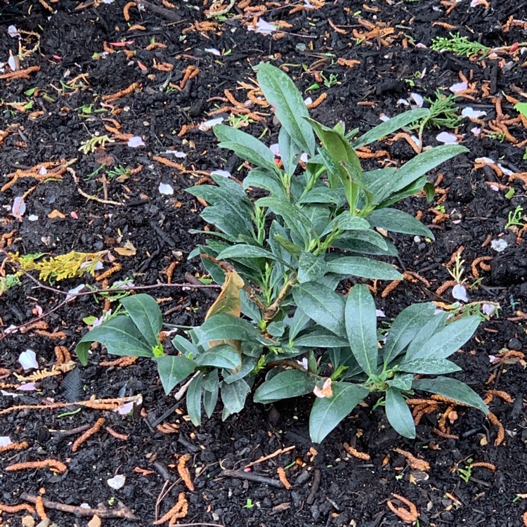 plant image 1476127