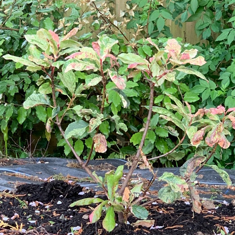 Plant image Photinia serratifolia 'Opl005' syn. Photinia serratifolia 'Pink Crispy'