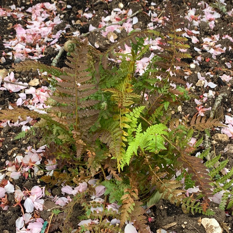 Plant image Dryopteris Erythrosora var. 'Prolifica'