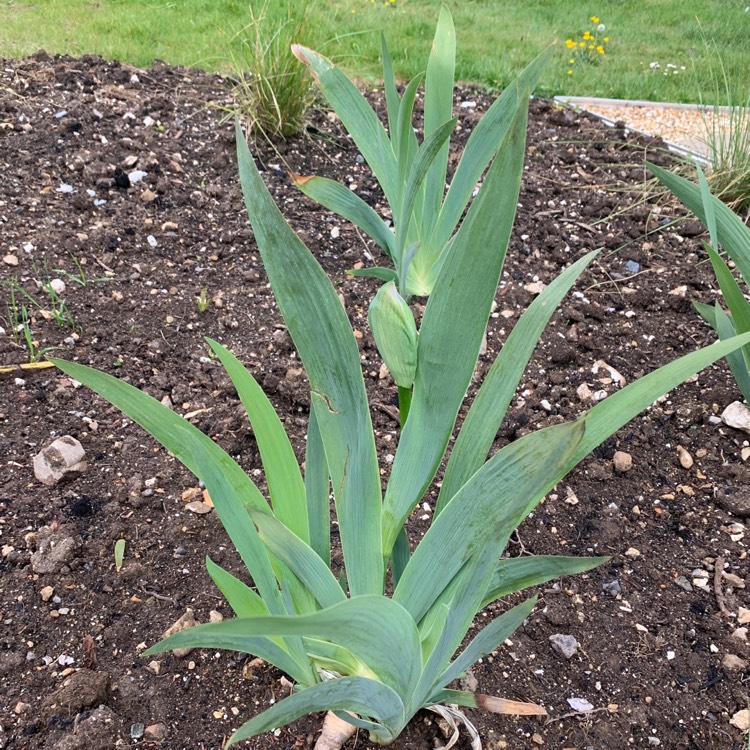 plant image 1476226