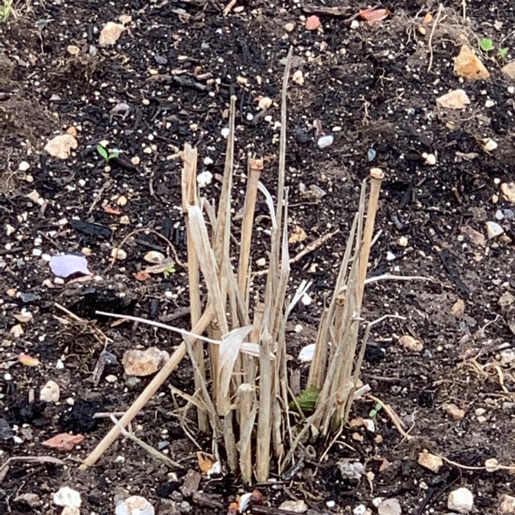 plant image 1476227 plant image 1476227