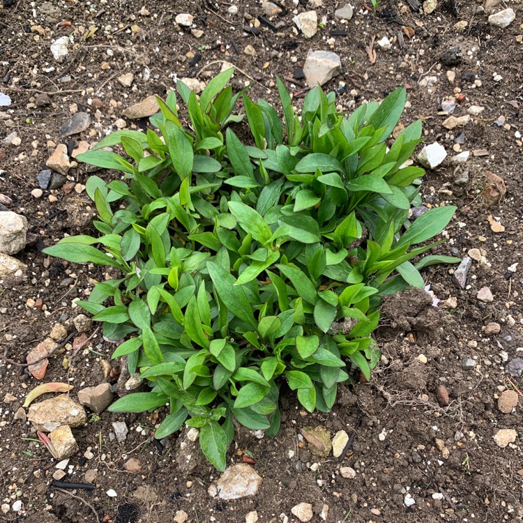 plant image 1476289
