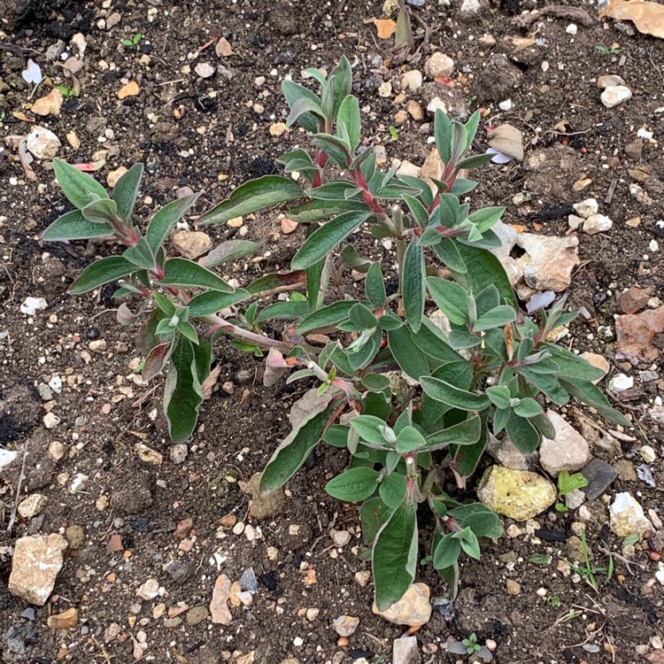 plant image 1476300