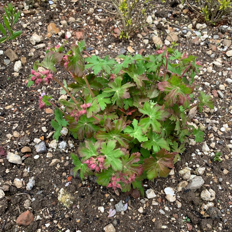 plant image 1476375