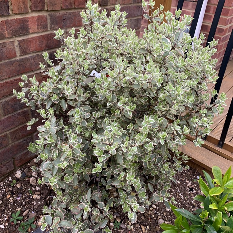 Plant image Pittosporum 'Garnettii'