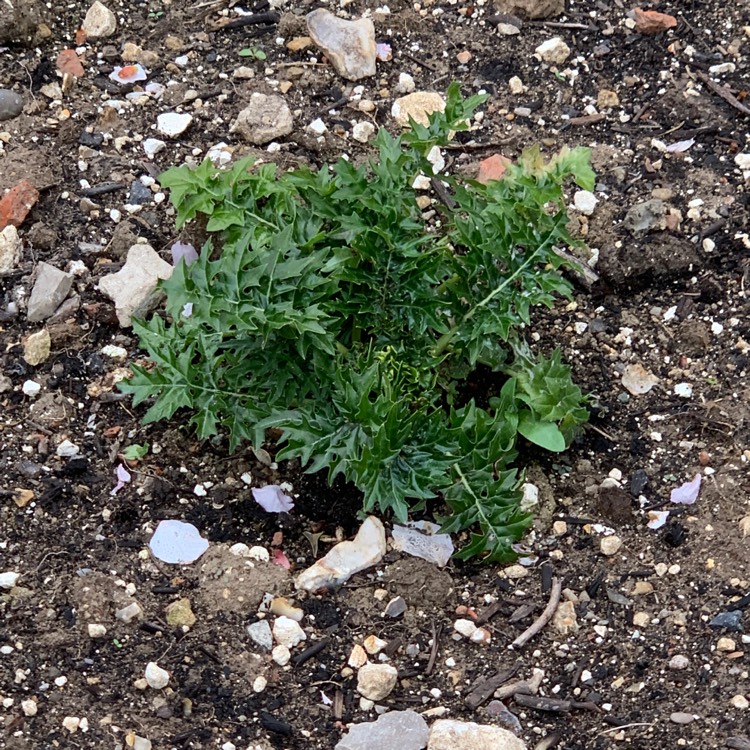 plant image 1476389 plant image 1476389