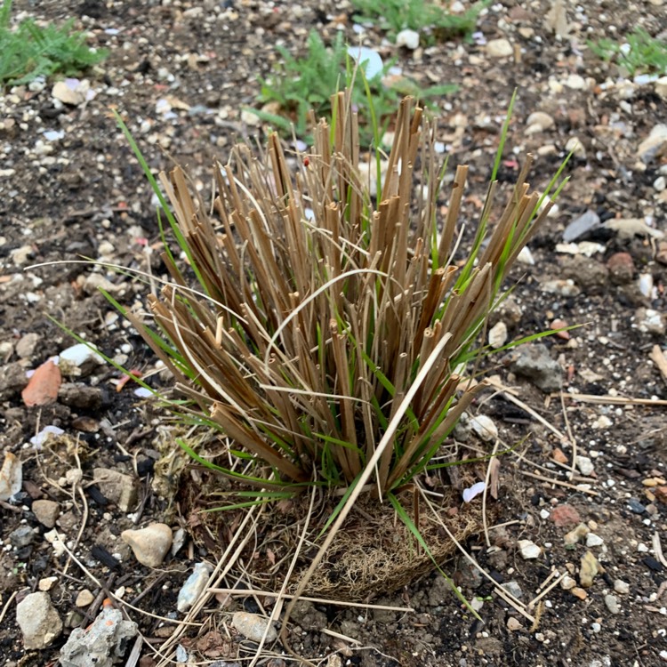 plant image 1476391 plant image 1476391
