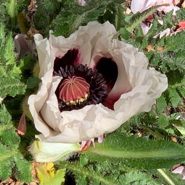 Papaver 'Royal Wedding'