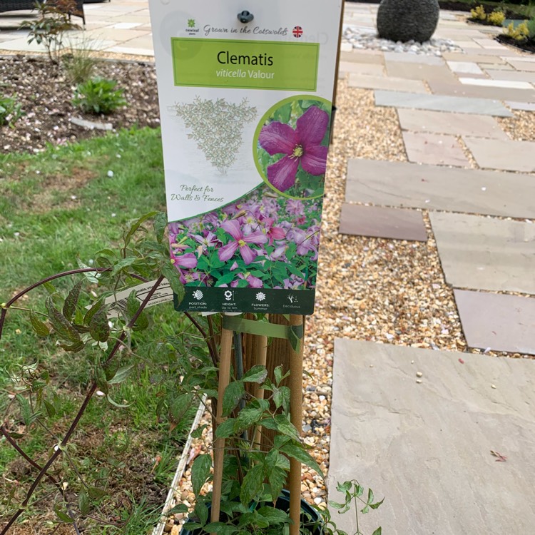 plant image 1479232 plant image 1479232