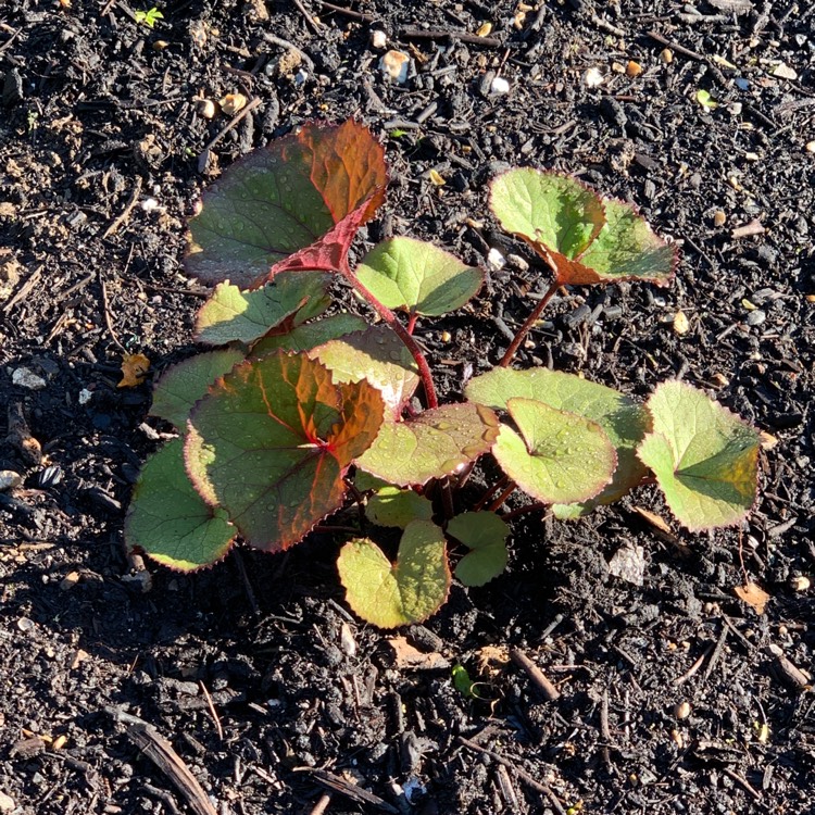 plant image 1484763 plant image 1484763