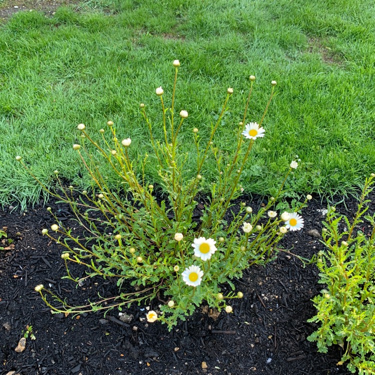 plant image 1484766