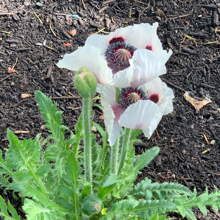 plant image 1486476 plant image 1486476