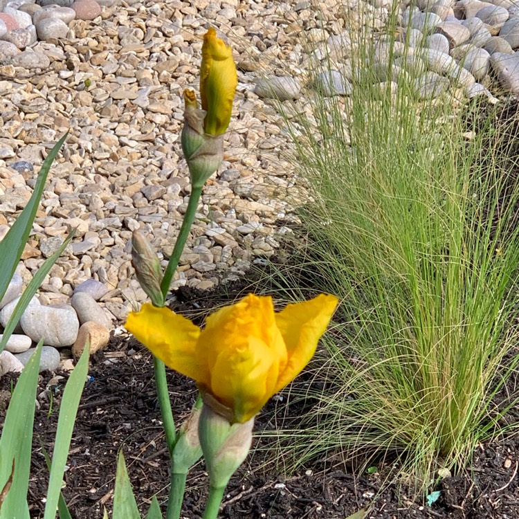 plant image 1486478