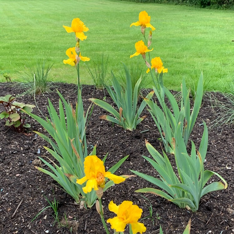 plant image 1489238