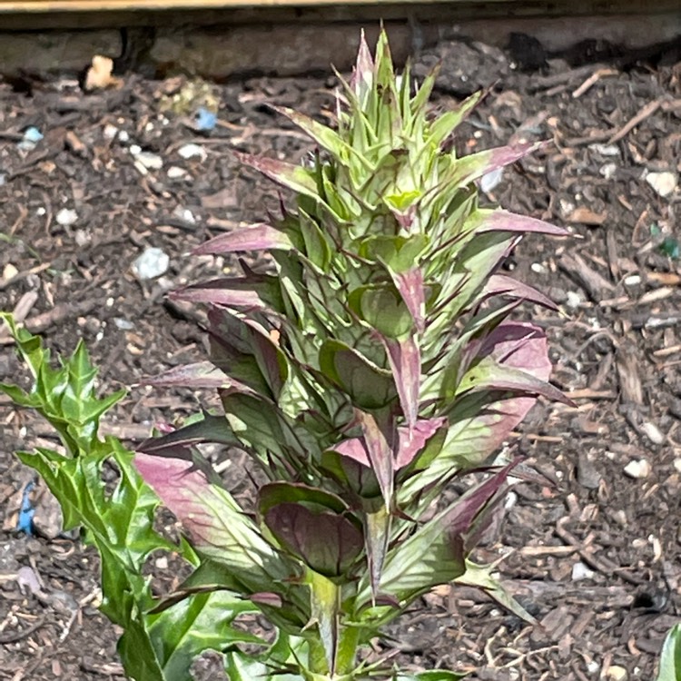 plant image 1501571 plant image 1501571