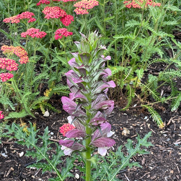 plant image 1506925 plant image 1506925
