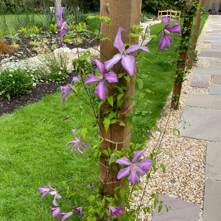 plant image 1506928 plant image 1506928