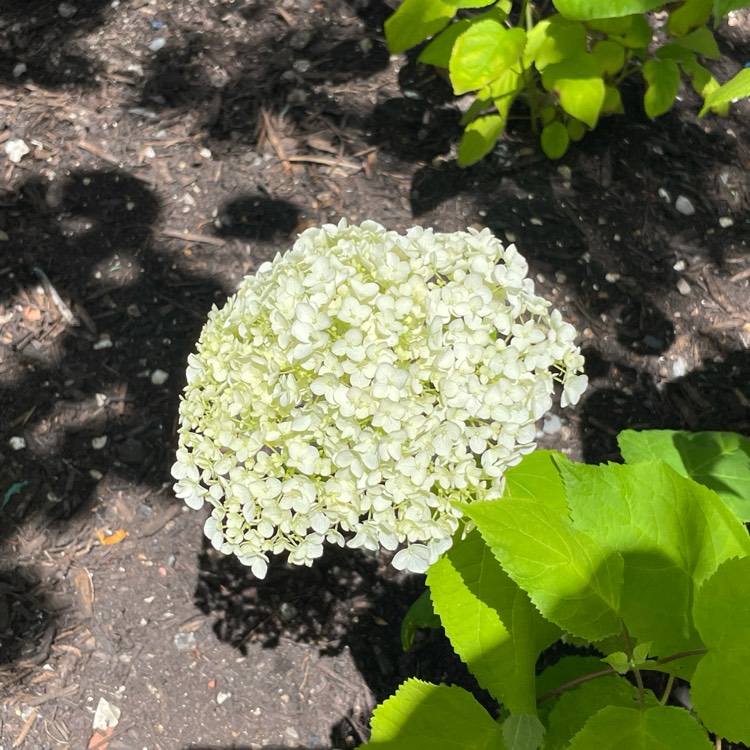 plant image 1510857 plant image 1510857