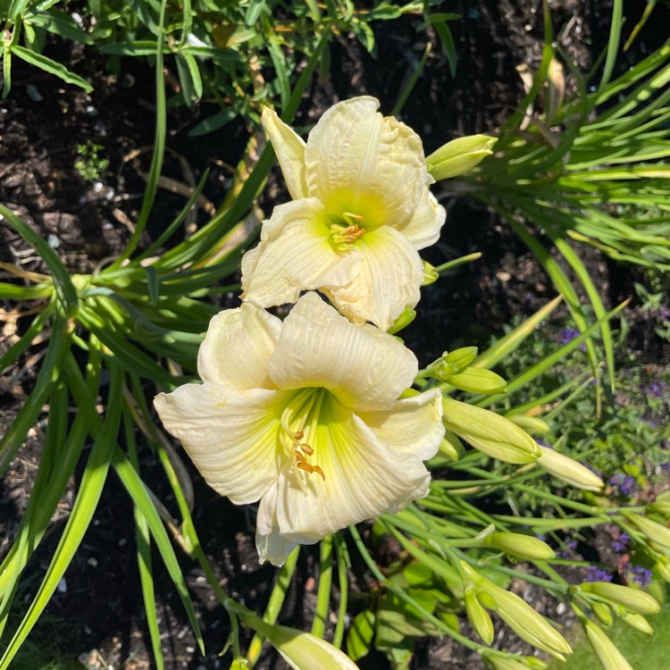 Plant image Hemerocallis 'Gentle Shepherd'