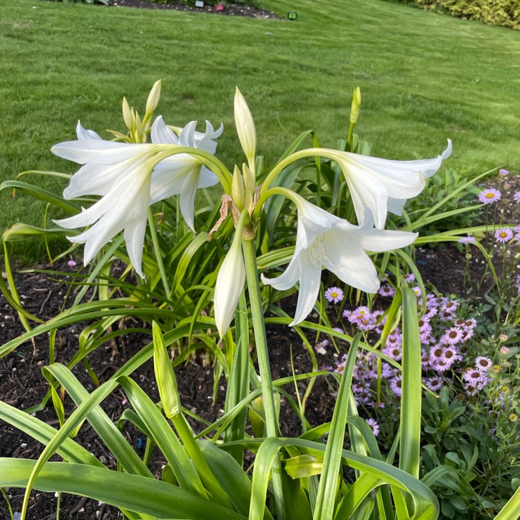 Plant image Crinum x powellii 'Album'