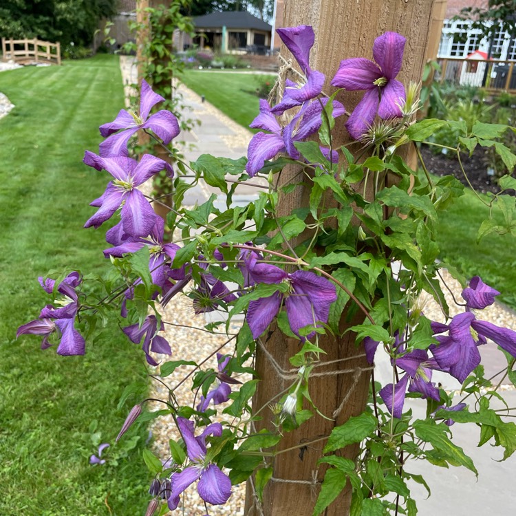plant image 1519089 plant image 1519089