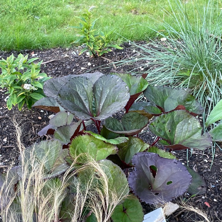 plant image 1519386 plant image 1519386