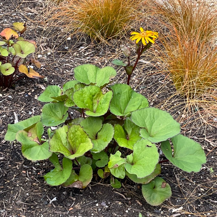 plant image 1519451 plant image 1519451