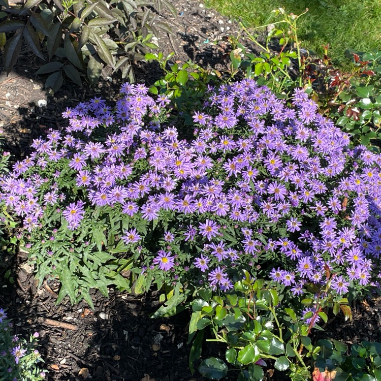 plant image 1535926