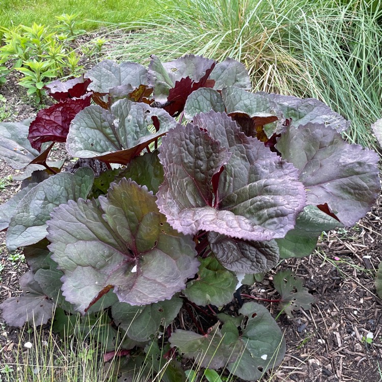 plant image 1583498 plant image 1583498