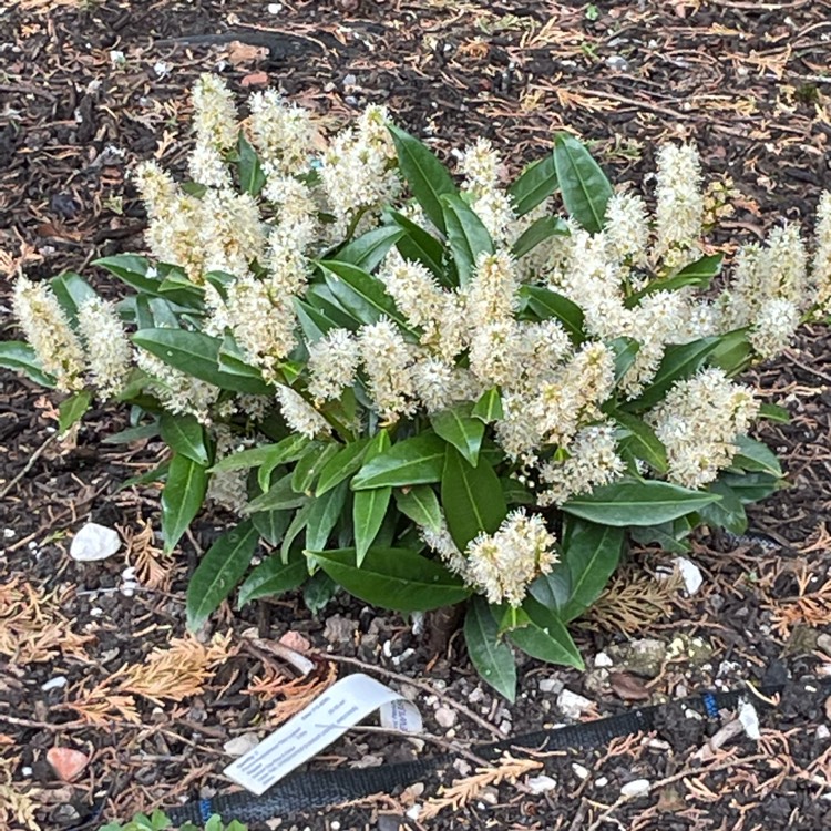 Plant image Prunus Laurocerasus 'Otto Luyken'