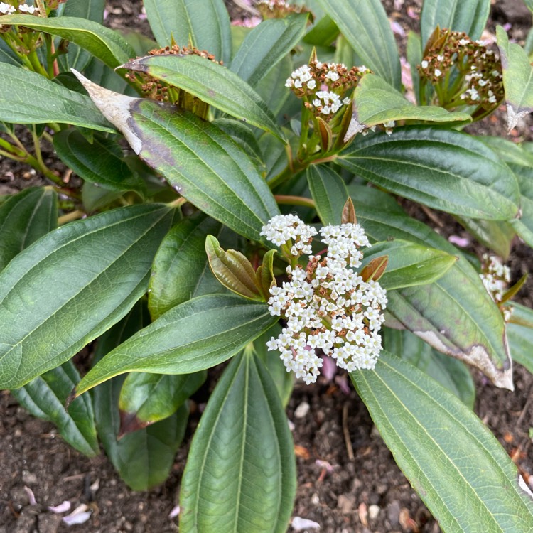 Plant image Viburnum davidii