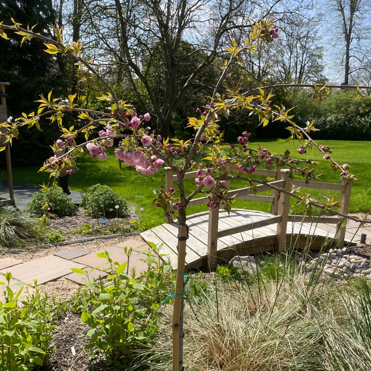 Plant image Prunus Serrulata 'Kiku-Shidare Zakura'