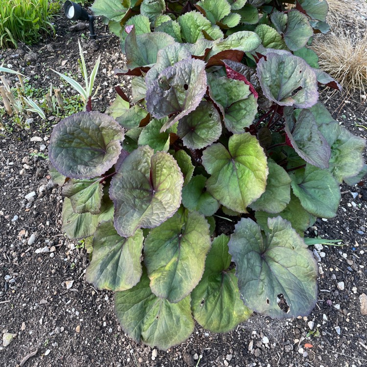 plant image 1661399 plant image 1661399