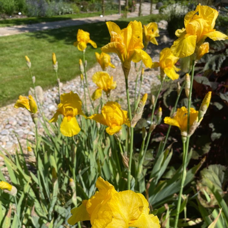 plant image 1668898