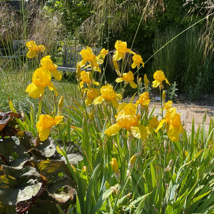 plant image 1670229