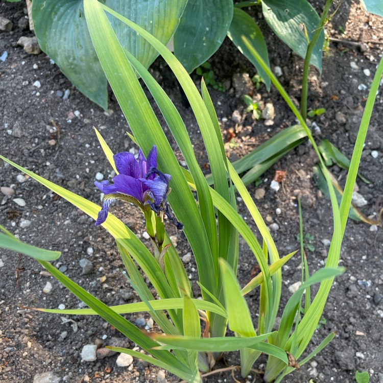 Plant image Iris Versicolor 'Dark Aura'