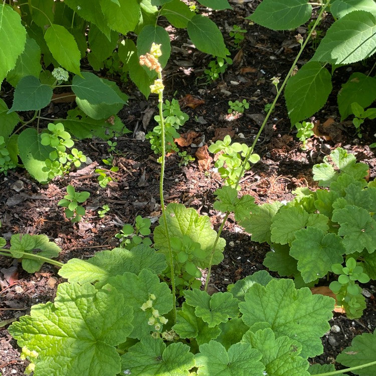 Plant image Tellima grandiflora