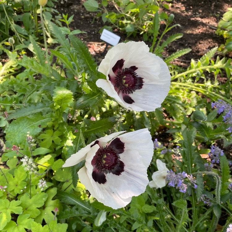 plant image 1672410 plant image 1672410