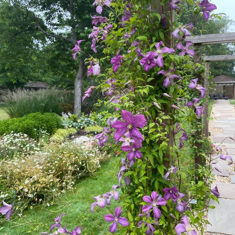 plant image 1673852 plant image 1673852