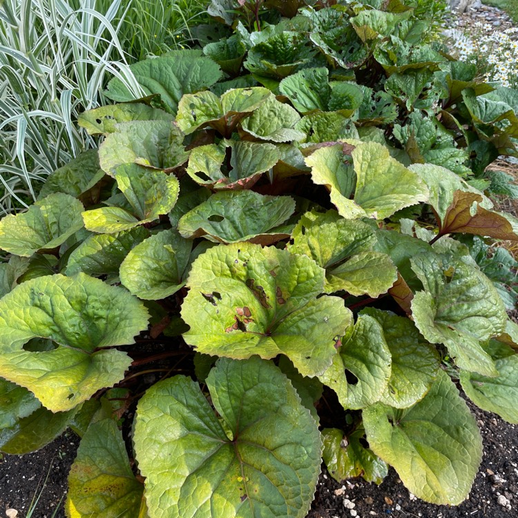 plant image 1674297 plant image 1674297