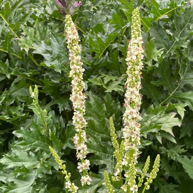 Mullein